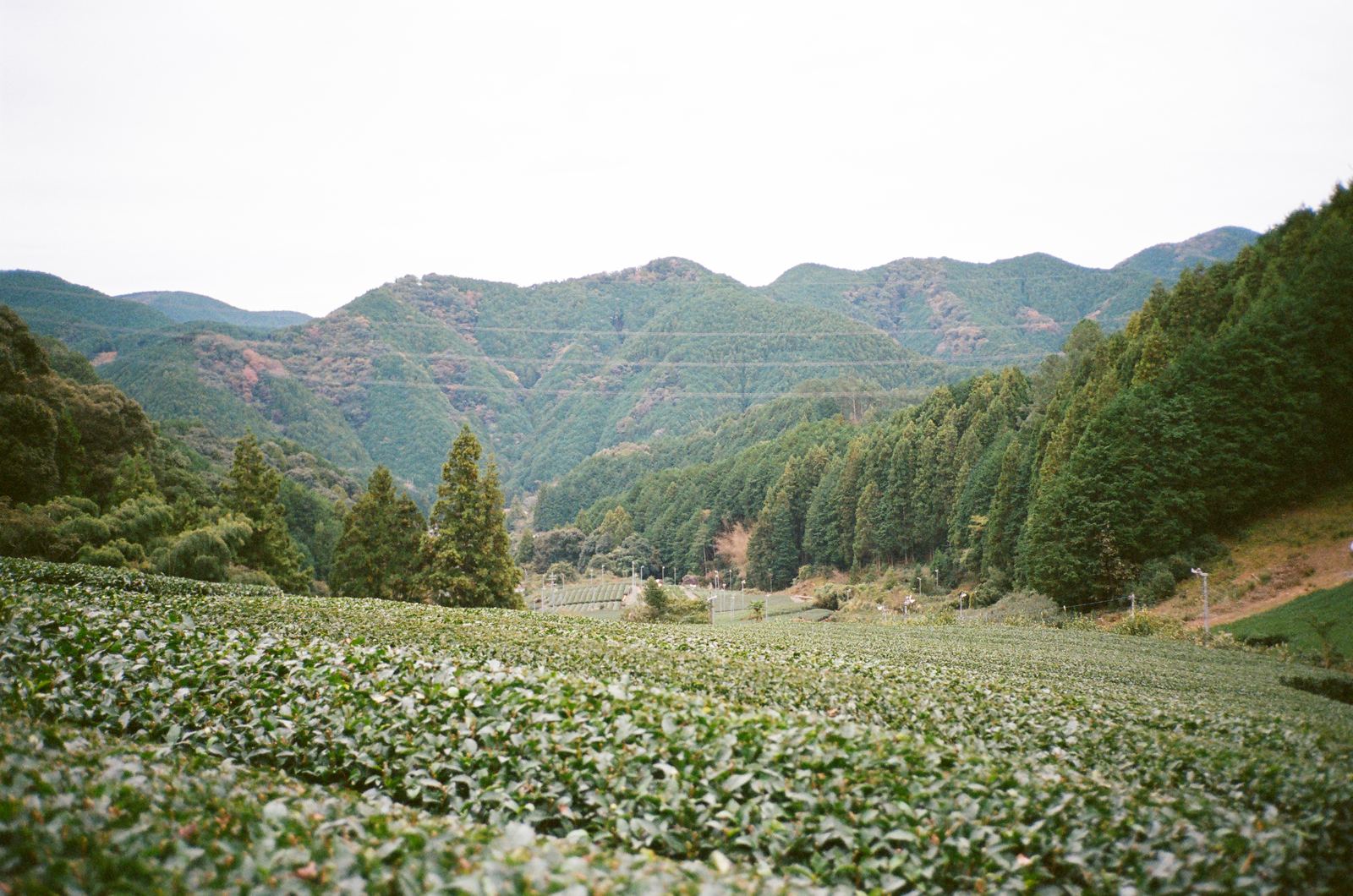Tea fields, Japan